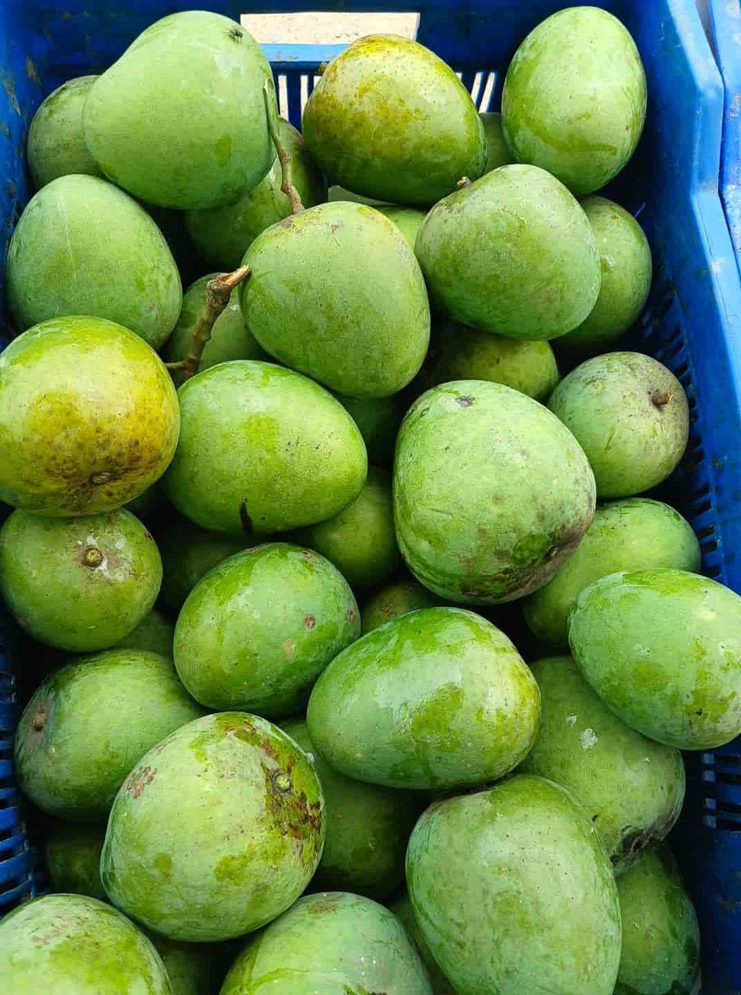রাজশাহীর বিখ্যাত খিরসাপাত আম !  20KG